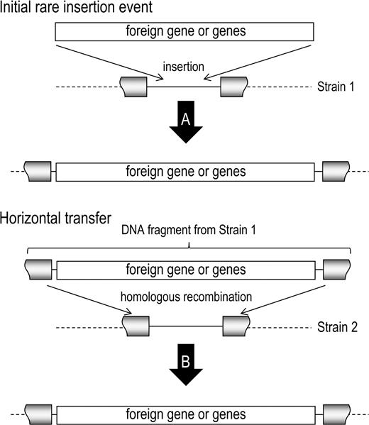 The MME model. By a rare insertion event, a foreign gene or group of genes is inserted into the genome of a bacterial strain (here designated Strain 1). The gene or genes are then present in the chromosome of Strain 1 (A). This segment of DNA can then be horizontally transferred to other bacterial strains, such as that designated here as Strain 2. Due to the conserved nature of the flanking genes (gray) between Strain 1 and Strain 2, the gene becomes integrated into the genome of Strain 2 through homologous recombination. Strain 2 now also has the new gene in this MME site (B) and will have replaced any other sequences located at this site.