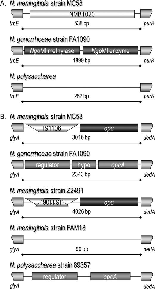 Examples of empty MME sites. In the MME between trpE and purK (A), a hypothetical gene is present in Neisseria meningitidis strain MC58. In Neisseria gonorrhoeae strain FA1090, the NgoMI restriction modification system genes are present in the same location. Sequencing from Neisseria polysaccharea revealed only a short intergenic region between trpE and purK (DQ115761). In the MME between glyA and dedA (B), several different genes and gene combinations have been identified previously (Zhu et al. 1999), including the absence of genes in this region in N. meningitidis strain FAM18. It should be noted that the N. gonorrhoeae and N. polysaccharea OpcA have 53.8% and 54.7% amino acid similarity to the N. meningitidis strain MC58 Opc. The sequence length for N. polysaccharea is not shown because this information is not available from the GenBank sequence (AY072809).