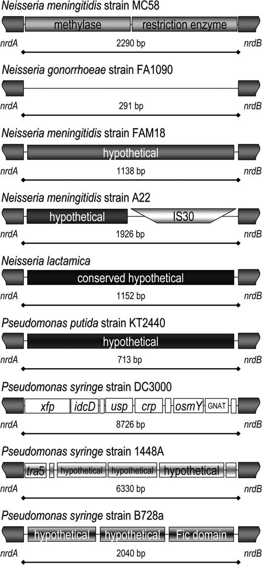 MMEnrdAB contains 5 different regions in Neisseria and 4 different regions in Pseudomonas. Nine different MME regions have been identified between nrdA and nrdB. In addition to the 3 regions identified in the neisserial genome sequences, Neisseria meningitidis strain A22 contains a newly identified hypothetical gene and an IS30 (DQ115764). Neisseria lactamica contains a large conserved hypothetical gene at MMEnrdAB (DQ115765). Pseudomonas putida strain KT2400 contains a different hypothetical gene and 3 different strains, if Pseudomonas syringe contain 3 different gene cassettes.