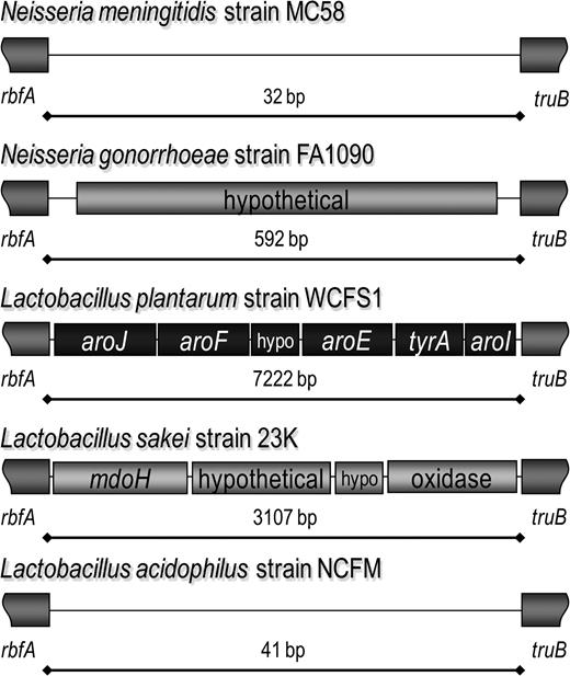 Neisseria and Lactobacillus share MMErbfAtruB. Neisserial strains either have an empty MMErbfAtruB, as in Neisseria meningitidis strain MC58 and FAM18, or the site contains a hypothetical gene homologous to NMA1587, as in Neisseria gonorrhoeae strain FA1090 and N. meningitidis strain Z2491. In lactobacilli, MMErbfAtruB is empty in Lactobacillus acidophilus, but 2 different gene cassettes are present in Lactobacillus plantarum and Lactobacillus sakei.