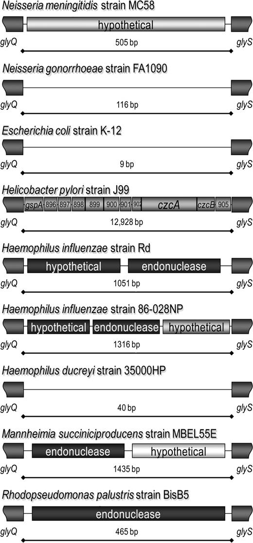 MMEglyQS is present in unrelated species. The glyQ and glyS genes are adjacent in Neisseria gonorrhoeae strain FA1090 and Escherichia coli strain K12 (not pictured), but in other species there are different sets of CDSs in this MME site. Between the Helicobacter pylori strain 26695 glyQ and glyS genes are gpsA, acpP, HP0963, HP0964, HP0965, HP0966, vapD, HP0968, czcA, czcB, and HP0971 (not pictured). More striking are the differences between Haemophilus influenzae strains Rd and 86-028NP and that this site is empty in Haemophilus ducreyi. The endonuclease that the 2 H. influenzae sites share is also found between glyQ and glyS in Mannheimia succiniciproducens and Rhodopseudomonas palustris.