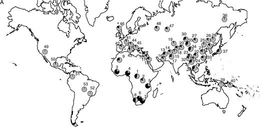 Distribution of allele frequencies in the CEPH-Diversity Panel for the 5 SNP showing elevated pairwise FST values for at least one population pair in our original population screen: (A) ASIP A8818G, (B) OCA2 A355G, (C) TYR A192C, (D) MATP C374G, and (E) SLC24A5 A111G. On all maps, gray shading corresponds to the frequency of the allele associated with lighter pigmentation. The numbered populations correspond to the following: 1) Biaka pygmies, 2) Mbuti pygmies, 3) Mandenka, 4) Yoruba, 5) Bantu N.E., 6) San, 7) Bantu S.E., 8) Bantu S.W., 9) Mozabite, 10) Bedouin, 11) Druze, 12) Palestinian, 13) Brahui, 14) Balochi, 15) Hazara, 16) Makrani, 17) Sindhi, 18) Pathan, 19) Kalesh, 20) Burusho, 21) Han, 22) Tujia, 23) Yizu, 24) Miaozu, 25) Orogen, 26) Daur, 27) Mongola, 28) Hezhen, 29) Xibo, 30) Uygur, 31) Dai, 32) Lahu, 33) She, 34) Naxi, 35) Tu, 36) Yakut, 37) Japanese, 38) Cambodian, 39) Papuan, 40) NAN Melanesian, 41) French, 42) French Basque, 43) Sardinian, 44) Northern Italian, 45) Tuscan, 46) Orcadian, 47) Adygei, 48) Russian, 49) Pima, 50) Maya, 51) Columbian, 52) Karitiana, 53) Surui.
