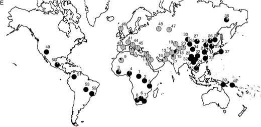 Distribution of allele frequencies in the CEPH-Diversity Panel for the 5 SNP showing elevated pairwise FST values for at least one population pair in our original population screen: (A) ASIP A8818G, (B) OCA2 A355G, (C) TYR A192C, (D) MATP C374G, and (E) SLC24A5 A111G. On all maps, gray shading corresponds to the frequency of the allele associated with lighter pigmentation. The numbered populations correspond to the following: 1) Biaka pygmies, 2) Mbuti pygmies, 3) Mandenka, 4) Yoruba, 5) Bantu N.E., 6) San, 7) Bantu S.E., 8) Bantu S.W., 9) Mozabite, 10) Bedouin, 11) Druze, 12) Palestinian, 13) Brahui, 14) Balochi, 15) Hazara, 16) Makrani, 17) Sindhi, 18) Pathan, 19) Kalesh, 20) Burusho, 21) Han, 22) Tujia, 23) Yizu, 24) Miaozu, 25) Orogen, 26) Daur, 27) Mongola, 28) Hezhen, 29) Xibo, 30) Uygur, 31) Dai, 32) Lahu, 33) She, 34) Naxi, 35) Tu, 36) Yakut, 37) Japanese, 38) Cambodian, 39) Papuan, 40) NAN Melanesian, 41) French, 42) French Basque, 43) Sardinian, 44) Northern Italian, 45) Tuscan, 46) Orcadian, 47) Adygei, 48) Russian, 49) Pima, 50) Maya, 51) Columbian, 52) Karitiana, 53) Surui.