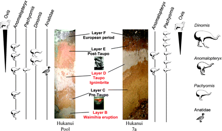 Stratigraphic sections in Hukanui Pool and Hukanui #7a sites showing sampling sites and strata. The Hukanui #7a section is viewed into a corner of an excavation square, and the slope of the interfaces is exaggerated. Note the irregular interface at the base of the Taupo ignimbrite reflecting the disturbance of the sediment surface by the incoming tephra.