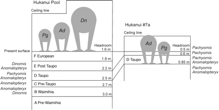 Relative size of moa species and the different sediment levels at both sites. Pg, Pachyornis; Ad, Anomalopteryx; and Dn, Dinornis.