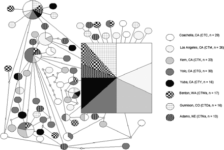 Statistical-parsimony haplotype network with 95% cutoff, inferred from ND4 sequence variation in 8 populations. Each node represents one nucleotide difference. Empty circles indicate inferred haplotypes. Oval or square size is proportional to haplotype frequency.