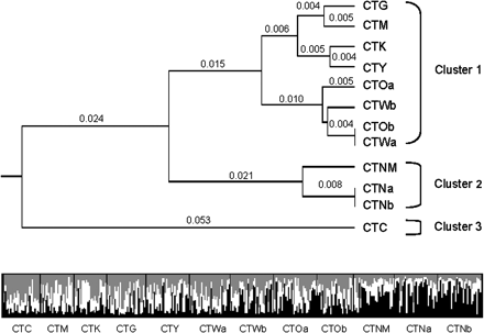 Microsatellite-based clustering analyses. Top panel: UPGMA tree inferred from multilocus microsatellite-derived pairwise FSTvalues. Brackets indicate possible genetic clustering of 3 groups based on cutoff of FST= 0.05. Genetic distance between Cluster 1 and Cluster 2, FST= 0.060; between Cluster 2 and Cluster 3, FST= 0.098; between Cluster 1 and Cluster 3, FST= 0.092. Bottom panel: Plot from microsatellite-based structure analysis at K= 3. Each individual is represented by a vertical bar displaying membership coefficients to each of 3 clusters, depicted as white, gray, and black. Individuals are grouped by collection site.