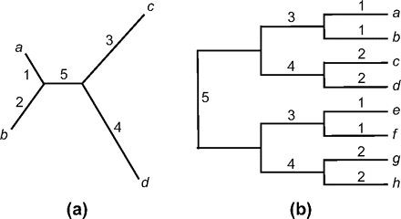 Two unrooted trees for 4 or 8 taxa used to simulate data. (a) In the 4-taxa tree, each of the 5 branches has its own selection regime (table 3) and each is tested as the foreground branch. The tree is represented as “((a: 0.1, b: 0.2): 0.1, c: 0.3, d: 0.4),”where the branch length is measured by the expected number of nucleotide substitutions per codon, averaged over the site classes. (b) In the 8-taxa tree, branches with the same label, such as B1, are assumed to evolve under the same selection regime. When the data are analyzed using the branch–site LRT, each of the 13 branches is used as the foreground branch and tested individually. Results for branches with the same label are expected to be the same, and their averages are presented. All branches have length 0.3 except for branch B5, which has length 0.6.