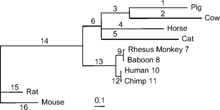 The maximum likelihood tree for mammalian CD2, with branches labeled. The branch lengths, measured as the expected number of nucleotide substitutions per codon, are estimated under the 1-ratio (M0) model.