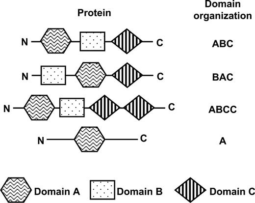 Protein and its domain organization. The domain organization of a protein is defined as the sequential order of the domains in the protein. The domain organization could also be composed of one domain.