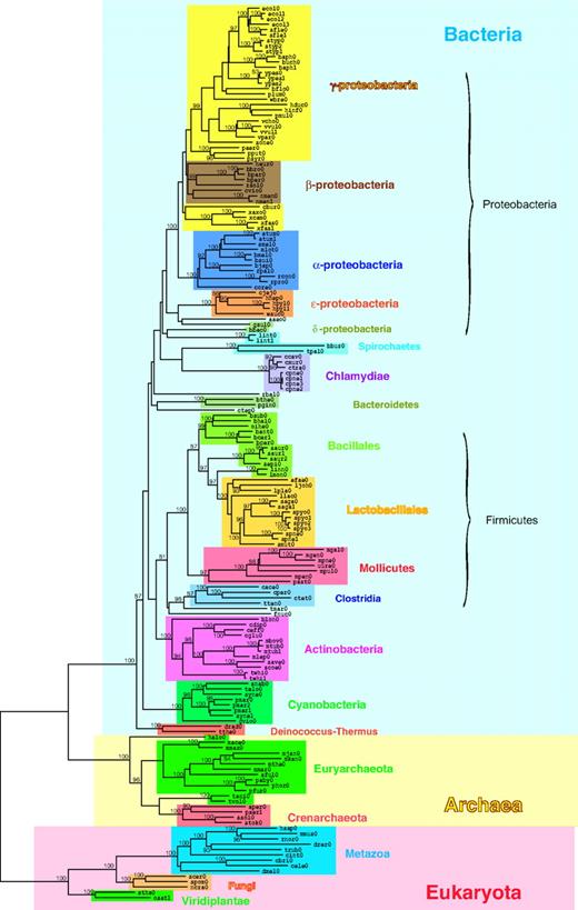 A phylogenetic tree based on the domain organization repertoires. The tree includes 17 archaeal, 136 bacterial, and 14 eukaryotic organisms. The organisms in the tree are color coded according to the NCBI taxonomy (Benson et al. 2000; Wheeler et al. 2000). The Pfam (Bateman et al. 2004) domain organizations were used for constructing the domain organization repertoire of each organism. Evolutionary distance between every pair of the 167 organisms was computed based on their domain organization repertoires, and the tree was constructed by the NJ method (Saitou and Nei 1987). The number on an internal branch shows a percentage of bootstrap probability (Felsenstein 1985). Only bootstrap values equal to or higher than 80% are shown.