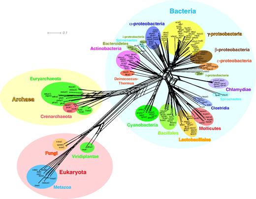 A network based on the domain organization repertoires. The network was constructed with NeighborNet (Bryant and Moulton 2004) using the same evolutionary distances as used for the tree in figure 4. The network exhibits not only similar evolutionary relationship to that of the figure 4 tree but also some conflicting signals harbored in the distance data, which are represented by many parallelograms in the network.