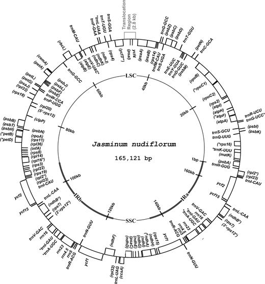 Gene map of the Jasminum nudiflorum cp genome based on the complete sequence. A pair of thick lines on the inside circle represents the IRs (IRa and IRb: 29,486 bp each), which separate the LSC region (92,877 bp) from the SSC region (13,272 bp). Genes drawn inside the circle are transcribed clockwise, whereas those outside are transcribed counterclockwise. Asterisks indicate intron-containing genes. Protein-coding gene names are in parentheses. The relocated region is located in the middle of the LSC region.