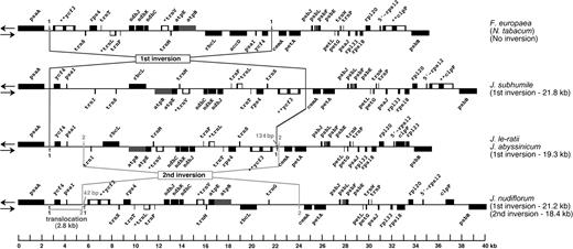 Comparative gene maps showing the 1st and 2nd inversions in the Jasminum cp genome compared with those of the Nicotiana and Forsythia genomes.