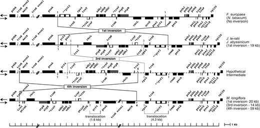 Comparative gene maps showing the 1st, 3rd, and 4th inversions in the Menodora cp genome compared with those of the Nicotiana, Forsythia, and Jasminum genomes.