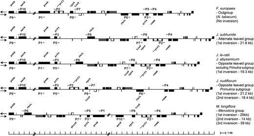 Location of 10 diagnostic PCR primers for identification of 4 inversion endpoints. Sequences for the 10 primers (P1–P10) are given in table 1.