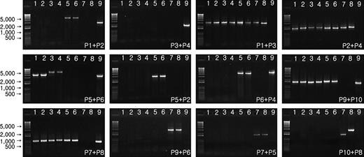 Selected examples of positive/negative PCR amplifications for the presence/absence of inversions using various combinations of primers. Nine representative taxa are shown: left most lane—100 bp marker ladder; 1, Jasminum le-ratii; 2, Jasminum abyssinicum; 3, Jasminum subhumile; 4, Jasminum bignoniaceum; 5, Jasminum nudiflorum; 6, Jasminum mesnyi; 7, Menodora scabra; 8, Menodara longiflora; and 9, Forsythia europaea.