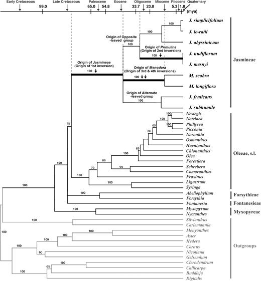 Phylogenetic tree of the Oleaceae and related families with ages estimated according to the PL method. Four inversion events are mapped on the tree, and the times of inversions are estimated. Numbers above nodes are bootstrap values.