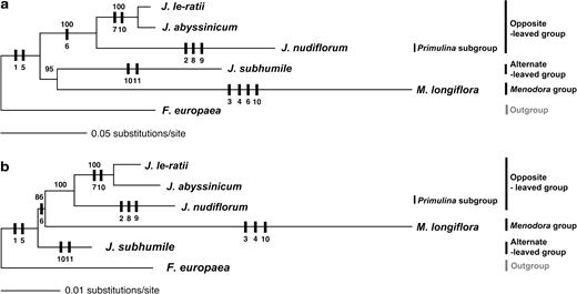Two different phylogenetic trees illustrating the evolution of various cp genome rearrangements. Trees were generated from the aligned sequences of 31-kb regions of cpDNA using ML methods. Numbers above nodes are bootstrap values. (a) Tree was generated by ML methods with GTR + I + G model from 34,607 bp of aligned sequences between the psaA and 5′-rps12 genes. (b) Tree was generated by ML methods with GTR + I + G model from 23,217 bp excluding accD gene regions, unalignable noncoding regions, and all small gaps. Genome rearrangement characters are the following: 1, inversion one; 2, inversion two; 3, inversion three; 4, inversion four; 5, accD loss; 6, intron losses in clpP; 7, rpl23 duplication and relocation; 8: trnT duplication and relocation; 9, trnG duplication; 10, trnI duplication; and 11, trnS duplication.