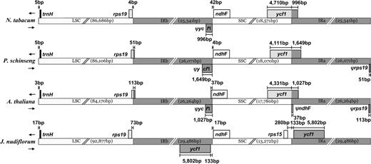 Comparison of boundaries of the SSC, LSC, and IR regions among 4 cp genomes. Length variation of ycf1 pseudogenes (5′ portions) occurs at the IRb–SSC boundary. The IR region extends into the ycf1 gene resulting in 2 complete copies in Jasminum nudiflorum.