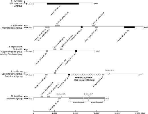 Detailed gene map between rbcL and psaI for 5 representative species of Jasmineae. Numbers before and after the gene name indicate the coordinate of the gene in reference to Nicotiana tabacum. C, completed gene; p, partial gene.