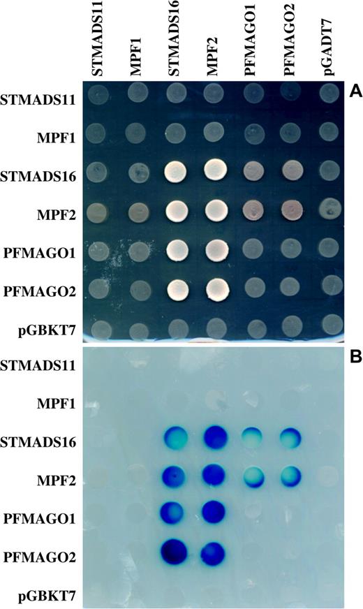 Confirmation of MPF2–PFMAGO interactions. (A) Cell growth in the yeast 2-hybrid system on a high-stringency selective plate (SD/-Trp-His-Leu-Ade and 3.0 mM 3-AT). (B) Nonlethal β-galactosidase test to confirm the interactions. The expressed prey proteins are indicated above and the bait proteins to the left of the panels.