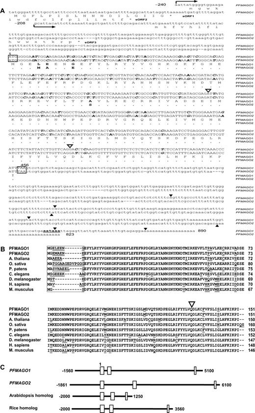 Molecular characterization of the PFMAGO genes in Physalis. (A) Alignment of the PFMAGO cDNA sequences and their deduced proteins products. The coding regions are shown in upper case, whereas UTR sequences in lower case. The differences in the coding regions of the 2 genes are indicated in bold italics. The arrows indicate the putative transcription initiation sites. The initiator ATGs are boxed and the first base set as position 1. Differences in amino acid residues encoded by the major ORFs are shown in bold, whereas amino acid identities are shown as dots for PFMAGO2. The sequences of the in-frame sORFs in the 5′UTR and the major ORFs are depicted in upper case, whereas the out-frame sORFs are in lower case. The stop codons are boxed. A putative polyadenylation signal in the 3′UTR of PFMAGO1 is shown in bold and underlined. The filled triangles indicate the positions of the functional polyA sites. The empty triangles indicate intron positions. (B) Comparison of MAGO NASHI sequences from different species. The variable region at the N-terminus of MAGO NASHI is boxed. Sequence differences are underlined. The arrows indicate intron positions in plant MAGO NASHI genes. The sequences shown here are PFMAGO1 and PFMAGO2 from Physalis floridana, which were isolated in this study, At1g02140 from Arabidopsis thaliana, ABA97757 from Oryza sativa, AAW78461 from Physcomitrella patens, NP_476636 from Drosophila melanogaster, CAB03239 from Caenorhabditis elegans, AAH10905 from Homo sapiens, and AK008200 from Mus musculus. (C) Structures of selected plant MAGO NASHI genes. PFMAGO1 and PFMAGO2 from P. floridana were isolated in this study. The Arabidopsis homolog At1g02140 and the rice homolog DP00001 were included for comparison. The open boxes indicate the exons and the black lines represent the promoters, introns, and UTRs. The first nucleotide of ATG was set as 1.