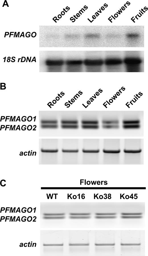 Expression of the PFMAGO genes in Physalis. (A) Expression pattern of PFMAGO in different organs. Northern analysis was performed using total RNAs from the tissues indicated above the panel. 18S rDNA was used as an RNA loading control. (B) Coregulation of PFMAGO1 and PFMAGO2. Semiquantitative RT-PCR analysis was carried out using total RNA from the indicated tissues. The upper panel shows PFMAGO1 and PFMAGO2 (from top to bottom). The lower panel shows ACTIN expression in the corresponding lane as a control. (C) MPF2 does not affect PFMAGO expression in Physalis. Semiquantitative RT-PCR analysis was carried out using total RNA from wild-type and MPF2 RNAi Physalis flowers. The upper panel shows PFMAGO1 and PFMAGO2 (from top to bottom). The lower panel shows ACTIN expression in the corresponding lane as a control.