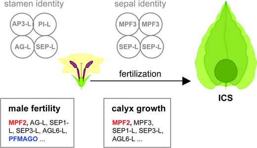Roles of MPF2 in flower development of P. floridana. Stamen and sepal/calyx (highlighted in purple and green, respectively) are the floral organs affected by MPF2. The MPF2 (red) interacting proteins so far identified are listed in the boxes and tentatively assigned to one or the other process. PFMAGO is highlighted in blue. L is abbreviated from Like.