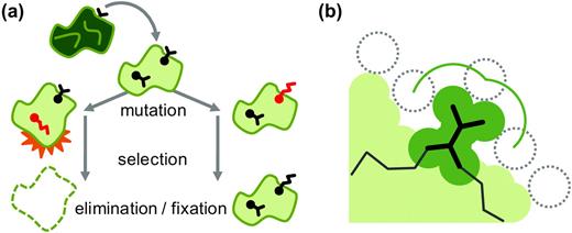 Evolutionary implications of the residue microenvironment. (a) A cartoon diagram of a protein is shown in cross section, highlighting two residues: one completely buried in the core and another partially exposed to solvent. Mutations occur at both sites, but whether or not they go to fixation depends on the properties of the residue microenvironments and their effects on the overall stability and function of the protein. (b) One quantitative property of the residue microenvironment is shown in detail. Here, a solvent molecule (dotted circle) traces the solvent accessible surface of a particular residue, shown in heavy wireframe.