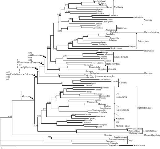 Bayesian phylogeny derived using seven nuclear housekeeping genes (2,057 amino acids) from 65 metazoan taxa and six nonmetazoan outgroups analyzed under the CAT with GTR exchange rates + G model, the overall best fitting model for this data set. Support values are posterior probabilities. For the key nodes in this phylogeny, support values represent (from top to bottom) CAT-GTR (best fitting mixture model and best fitting model overall), GTR (best fitting among the classic GTR models), MEM-GI (best fitting among the mixed empirical GTR models we tested), and WAG-G (best fitting empirical GTR model according for the complete alignment according to the Akaike information criterion, as implemented in Modelgenerator).