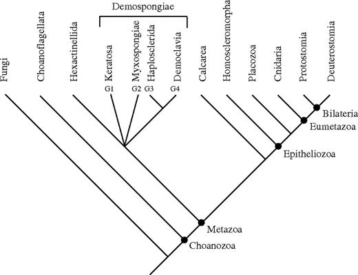 Summary cladogram of our analyses showing the major sponge and basal metazoan groups. This figure represents a summary of the information in all our Bayesian and ML analyses and the results of the analysis of the slowly evolving sites (supplementary figs. S5–Supplementary Data). The analyses consistently find Eumetazoa (here Cnidaria + Bilateria) to be monophyletic, placozoans as the sister group to Eumetazoa, and the Homoscleromorpha as the sister taxon to Placozoa + Eumetazoa. The position of the Calcarea varies between analyses, but the best fitting models place them as the sister group to the Epitheliozoa. The relationships at the base of Demospongiae and the placement of the Hexactinellida are currently unresolved.