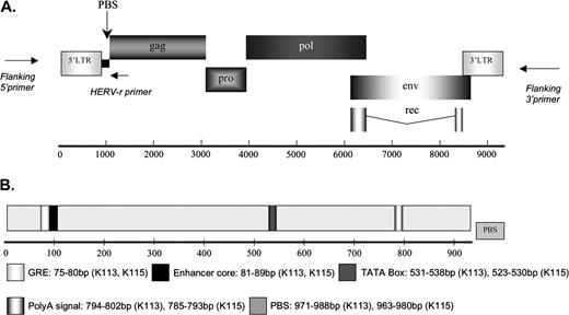 Genome structures of K113 and K115 are shown. (A) The proviruses are flanked by a short duplicated host DNA also known as preintegration site. LTRs line the viral genomes both at 5′ and 3′ ends. The primer positions of the flanking primers (specific to human DNA sequences flanking the proviral insertions) and HERV-K–specific primer (annealing to HERV-K insertions between the 5′ LTR and gag gene) are also included. (B) LTR of K113 and K115 indicating loci for various regulatory regions. An additional 17 HERV-K sequences (supplementary table 1, Supplementary Material online) were used to validate the coordinates of the known regulatory regions within the 5′ LTR.