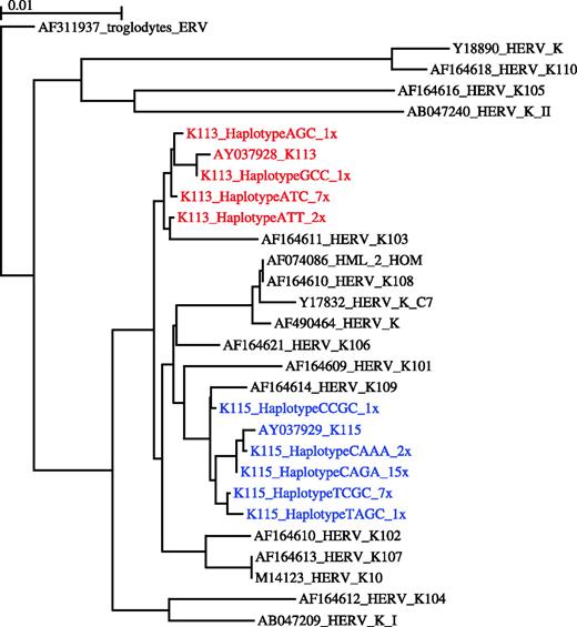 ML phylogeny of HERV-K 5′ LTR sequences including K113 and K115 haplotypes. Taxon names of all reference sequences include GenBank accession numbers. K113 and K115 sequences are highlighted in red and blue, respectively, and the number of times each haplotype was observed in this study is listed in taxon labels. Scale bar represents 1% genetic distance.