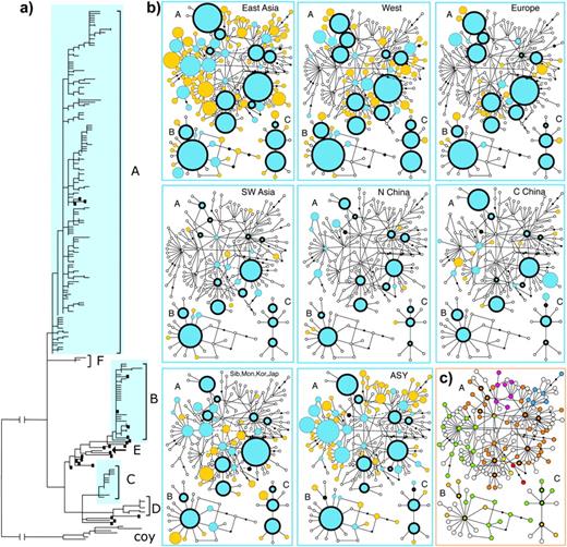 Genetic relationships between the mtDNA CR sequences (582 bp). (a) ML-evaluated NJ tree for the dog (unlabeled) and wolf (filled square) haplotypes, rooted by coyote (Coy) sequences (branch length reduced by 55%). The six main phylogenetic clades (A–F) of dog haplotypes are indicated. The geographical origin of wolf samples are for the wolf haplotypes (filled squares) from top to bottom: Mongolia (1 individual); China (1); Mongolia (1); Afghanistan (5); Romania (1); China (1); Yugoslavia (4); Canada (1); China (1); China (1); Spain (1); Spain (1); Sweden (1); Saudi Arabia (1); China (4); China (1); China (1) and Mongolia (1); China (2); China (1); Mongolia (2); Yugoslavia (3); Russia (1); Saudi Arabia (1); Mongolia (2). (b) MS networks showing the relationships between the haplotypes in dog clades A, B, and C, and the representation of the haplotypes in different geographical regions. The haplotypes are symbolized by circles (colored or white) and are separated by one substitutional step (ignoring indels); black dots are hypothetical intermediates. The 14 “universally occurring” haplotypes (UTs) are indicated with bold lining. The representation of haplotypes in the geographical regions is shown by the color and size of the circles. A colored circle indicates the presence of the haplotype (blue for haplotypes shared with other regions and orange for haplotypes unique to the region); white denotes nonrepresented haplotypes. The size of the circle is proportional to the frequency of the haplotype in the region. To simplify the figure, the circle size is reduced for the most frequent haplotypes for East Asia (eight most frequent haplotypes reduced by 30%) and West (most frequent haplotype reduced by 50%, next seven most frequent haplotypes by 30%). For definition of geographical regions, see Note to table 1. (The region denoted “Sib, Mon, Kor, Jap” represents Siberia, Mongolia, Korea, and Japan.) (c) The CR haplotypes chosen for analysis of the mtDNA genome, indicated by color. The different colors refer to the subclades (six for clade A, two each for B and C) subsequently identified (see fig. 2a). Clade A: subclade a1 orange, a2 green, a3 red (upper part of network), a4 red (lower part of network), a5 blue, and a6 yellow. Clade B: subclades b1 orange, b2 green. Clade C: subclades c1 green, c2 orange.