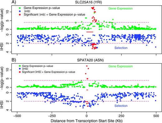 Two examples in which an eQTL is centered on a strong signal of selection. The upper half of each plot (green and red points) shows the strength of association between SNPs and gene expression levels (plotted as −log10(P values) of the indicated gene). The lower half of each plot (blue and red points) indicates −|iHS| scores for the same set of SNPs. Red points indicate SNPs that are both strongly associated with expression (P < 10−4) and have |iHS| > 2. The positions of the genes of interest are indicated by the red bars at the center of each plot. (A) Data from SCL25A16 (YRI). (B) Data from SPATA20 (ASN). According to the sliding-window analysis, the clusters of high |iHS| signals are in the 2.5% and 1% tails of the empirical Yoruba (A) and Asian (B) distributions, respectively. The favored haplotypes are at 60% and 89% frequency, respectively.