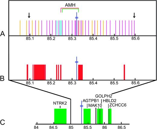 Position, in Mb, on chromosome 9 of SNPs included in this study and of other landmarks near D9S1120. The position of D9S1120 is given by the blue double cross. (A) The magenta bars represent SNPs for which both sample sets were genotyped, the gold bars represent SNPs for which only HGDP45 was genotyped (image resolution does not allow for every SNP to be represented by a single bar), and the turquoise bars represent SNPs for which only AMAS40 was genotyped. The arrows illustrate the extent of the region for which both data sets (HGDP45 and AMAS40) were genotyped. The position of the AMH is shown; the red bracket illustrates the extent of the AMH when SNPs for which only one data set was genotyped are included (i.e., using data set WW51; see Methods: Counting Recombination Events in the AMH) and the green bracket illustrates the extent of the AMH when only SNPs for which both data sets were genotyped are included (i.e., using data set WW34). (B) The red blocks show the locations of estimated recombination hot spots (The International HapMap Consortium 2005) within the genotyped region. (C) The green blocks correspond to genes with characterized proteins within 1 Mb of D9S1120.