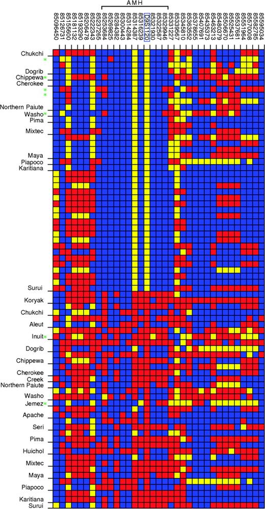 Visual genotypes (data set WW34), clustered by population, for individuals either homozygous or heterozygous for the 9-repeat allele. Each row represents an individual and each column represents a SNP, with the SNP position (NCBI Build 35) labeled above the plot. At each SNP, the “common” and “rare” alleles were determined with respect to all sampled Native Americans and Western Beringians. The color in each cell represents the genotype for an individual at that SNP: homozygous for the common allele (blue), homozygous for the rare allele (yellow), or heterozygous (red). D9S1120, located at 85,321,417 bp and highlighted with the blue box, was coded as biallelic (presence or absence of the 9-repeat allele). At most, two heterozygous individuals per population are shown. Samples with the recombinant haplotypes are marked with green asterisks.