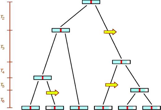 Method for estimating the TMRCA of copies of an allele from the number of recombination events on its shared haplotypic background. The figure represents the genealogy at a specific genomic position for lineages that share a specific allele. Recombination events (yellow arrows) erode the shared haplotypic background (blue) of the shared allele (red). By examining the haplotypic background of copies of the shared allele in the present, the number of recombination events that have occurred on the haplotypic background of the allele can be counted. This number of recombinations represents a draw from a Poisson distribution with rate proportional to the product of the recombination rate and the length of the genealogy (6T6 + 5T5 + 4T4 + 3T3 + 2T2 in this example). As a result, the number of recombinations divided by the local recombination rate (estimated externally from genomic maps) provides an estimate of the total length of the genealogy. By using coalescent simulations of sensible demographic models (here, we chose those models for which 5% or more of simulations produced a single high-frequency private allele) to evaluate the relationship between the length of the genealogy of copies of an allele and the height of the genealogy (T6 + T5 + T4 + T3 + T2), we can translate the estimated length of the genealogy into an estimate of the TMRCA of sampled copies of the allele.