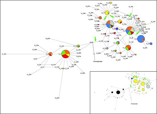 Median-joining network of FUT2 haplotypes in seven continental regions. America (gray), Central-South Asia (orange), East Asia (blue), Europe (green), Middle East and North Africa (red), Oceania (purple), and Sub-Saharan Africa (yellow). Circles correspond to haplotypes and their areas are proportional to the frequency of the haplotype. Haplotype number is shown next to circles. Inactivating mutations have been indicated by an arrow. The insert shows the same median-joining network of FUT2 haplotypes according to phenotypes: The topology is the same as in the main figure; here, colors indicate the haplotypes carrying different secretor/nonsecretor variants; se302 (blue), se385 (gray), se428 (black), se571 (red), and Se (yellow). The chimpanzee sequence has been included as an ancestral haplotype in both figures.