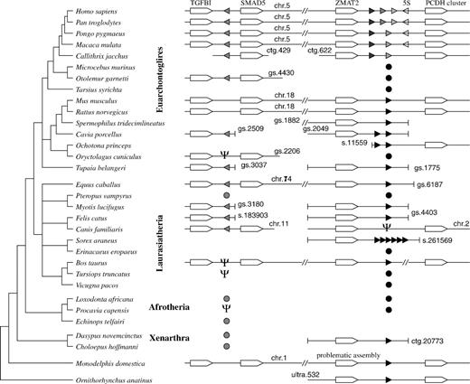 Overview of the putative functional vtRNA genes in Mammalia. The two syntenically conserved mammalian vtRNA loci are usually located on the same chromosome. Most investigated genomes are not assembled to chromosomes; in these cases, “Contig”(ctg.), “Scaffold”(s.), “GeneScaffold”(gs.), or “UltraContig”(ultra.) numbers are provided. Filled triangles indicate vtRNAs and their reading direction relative to the adjacent genes (the reading direction of the database entries is not indicated). Pseudogenes are marked by psi symbol. In primates, a 5S rRNA is located adjacent to the vtRNAs (open triangle). For Afrotheria and Xenarthra, the presence of recognizable homologs is indicated. The current assemblies do not allow to determine whether they are located at the syntenic positions. Circles indicate vtRNA homologs with promoter element characteristic for one of the two loci (for details, see fig. 3). The phylogeny of the eutherian superfamilies follows (Kriegs et al. 2006). The figure represents the genomic data from ENSEMBL 50 and the NCBI Trace Archive in fall 2008.