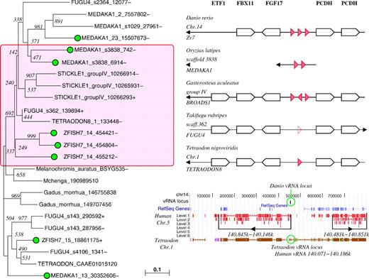 Evolutions and locations of vtRNAs in teleosts. Left panel: Neighbor-Joining tree of the teleost vtRNA candidates, highlighting the sequences located at the pcdh2 locus and their most likely paralogs in the medaka (Oryzias latipes) genome. Additionally, putative vtRNA sequences from two cichlids (Melanochromis auratusand Mchenga conophoros, NCBI Trace Archive) and from the herring (Gadus morrhua, NCBI EST DB) are included. Sequences with experimental evidence for expression are marked with a green bullet. Right panel (top): genomic organization of the pcdh2 locus in the five sequenced teleosts. Right panel (bottom): UCSC genome browser map of zebrafish (Danio rerio) pcdh2 locus showing synteny with the human pcdh region on Chr.5 and with the pcdh2 locus in the pufferfish Tetraodon nigroviridis. Although largely conserved among teleosts, the pcdh2 has been broken up and rearranged locally in teleosts relative to the ancestral state still present in the human genome.
