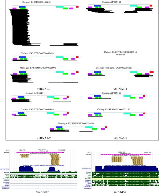 Short read sequencing data. Upper panel: patterns of short reads mapping to the primate vtRNAs. The respective libraries are combined. The gray bar indicates the vtRNA sequence with annotation for box A (blue), box B (cyan), and the terminator signal (red) as in figure 3. The two major conserved stem regions in magenta and green. Expression levels differ significantly between four (three in Macaca) vtRNA genes. The panel was prepared using the custom-made C++ program soap2eps Lower panel: comparison of the vtRNA2-1, which was annotated as mir-886and mir-135b, a bona fide microRNA. The panel was produced with the UCSC genome browser.