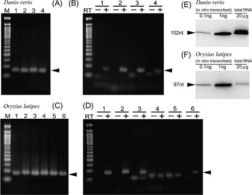 Detection of teleost vtRNA transcripts. Specific primer sets were designed for amplification of each putative teleost vtRNA transcript. (A) PCR amplification of zebrafish (Danio rerio) vtRNA genes from genomic DNA. Lane 1: ZFISH7_14_455212-, lane 2: ZFISH7_14_454804-, lane 3: ZFISH7_14_454421-, and lane 4: ZFISH7_15_18861175+. (B) PCR amplification of zebrafish (D. rerio) vtRNA genes from cDNA library. (C) PCR amplification of medaka (Oryzias latipes) vtRNA genes from genomic DNA. Lane 1: MEDAKA1_s3838_6914-, lane 2: MEDAKA1_s3838_742-, lane 3: MEDAKA1_23_15507673-, lane 4: MEDAKA1_s1029_27961-, lane 5: MEDAKA1_2_7557802-, and lane 6: MEDAKA1_13_30352606. (D) PCR amplification of medaka (O. latipes) vtRNA genes from cDNA library. (RT-): PCR amplification using a cDNA library generated from a mock RT reaction in which the thermoscript reverse transcriptase was omitted. (E and F) Northern blotting analysis of D. rerioZFISH7_14_454804, 102 nt (E), and O. latipesMEDAKA1_s3838_742, 97 nt (F). In each case, 20 μg of total RNAs (right-most lanes) were electrophoresed on a 6% denaturing polyacrylamide gel electrophoresis gel and analyzed by northern blotting. As markers for size estimation and ng, 0.1 and 1 ng (left and middle lanes) of in vitro transcribed medaka vtRNA were included in the analysis.