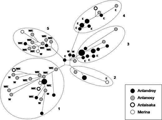 Median-joining network of 17-locus haplotypes (“Y-filer” set) belonging to E1b1a chromosomes. Circles represent haplotypes with areas proportional to the number of individuals they contain. Capital letters indicate haplotypes with affinities with western-central (W) and eastern (E) Africans or both (W/E).