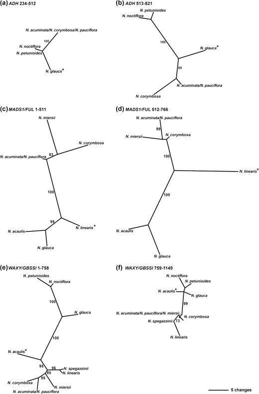 MPTs reconstructed from putative nonrecombinant fragments of the ADH (a,b), MADS1/FUL (c,d), and WAXY/GBSSI (e,f) data sets for members of sects. Noctiflorae and Petunioides; data sets were partitioned along breakpoints identified by GARD (see main text for details). Asterisks indicate sequences identified as recombinants. Branch lengths are shown with DELTRAN optimization; see bottom right-hand corner for scale-bar. Numbers on branches indicate BPs of ≥70. (a) Single MPT inferred from characters 234–512 of the ADH N. glauca versus Noctiflorae and Petunioides data set. (b) Single MPT inferred from characters 513–821 of the ADH N. glauca versus Noctiflorae and Petunioides data set. (c) One of two MPTs inferred from characters 1–511 of the MADS1/FUL N. linearis versus Noctiflorae and Petunioides data set. (d) Single MPT inferred from characters 512–766 of the MADS1/FUL N. linearis versus Noctiflorae and Petunioides data set. (e) Single MPT inferred from characters 1–758 of the WAXY/GBSSI N. acaulis versus Noctiflorae and Petunioides data set. (f) One of eight MPTs inferred from characters 759–1,149 of the WAXY/GBSSI N. acaulis versus Noctiflorae and Petunioides data set; an arrow indicates the node collapsing in the strict consensus tree.