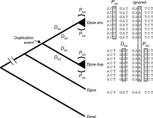 Estimating polymorphism within and divergence between paralogs. This schematic represents some of the measures of polymorphism and divergence estimated from the data. The phylogeny shows the relationships of the ancestral (anc) and derived (dup) copies of a Drosophila pseudoobscura (Dpse)–duplicated gene, along with the D. guanche (Dgua) and D. melanogaster (Dmel) orthologs. Nonsynonymous polymorphism was measured in the ancestral (PNA) and derived copies (PND), and synonymous polymorphism was measured in the ancestral (PSA) and derived copies (PSD). The number of nonsynonymous fixed differences along the lineage leading to the ancestral copy (DNA) and derived copy (DND) were estimated as described in the text. We also estimated the number of synonymous fixed differences along the ancestral (DSA) and derived (DSD) lineages. To the right is an alignment of four hypothetical codons that illustrates the configuration of variation at nucleotide sites for the different types of sites.