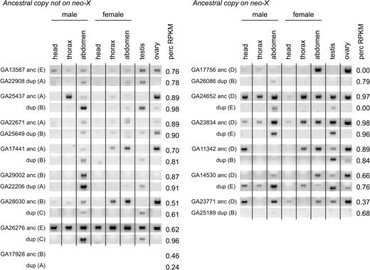 Expression of ancestral and derived copies of duplicated genes. Agarose gels of the products of PCR of cDNA are shown for the ancestral and derived copies of 13 duplicated genes; cDNA was extracted from eight body parts in males and females. The frequency of genes with lower RPKM (perc RPKM) from the RNA-seq of testis-derived mRNA is given for each gene. For each duplicated gene, the ancestral copy (anc) is presented first and the derived copy (dup) is presented second. The gene identifiers of the ancestral copies (and the derived copies, when previously annotated) are given, with the Muller element location of each gene in parentheses. We were unable to amplify cDNA from either the ancestral or derived copies of GA17928, and only perc RPKM is given for those genes.