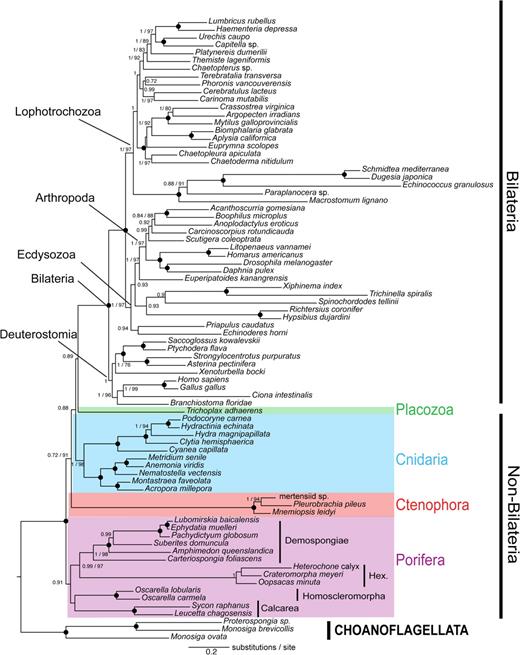 Phylogenetic tree based on refinements to the Dunn et al. (2008) 64-taxon set reconstructed with PhyloBayes (Lartillot et al. 2009) under the CAT + Γ4 model. Choanoflagellates were set as outgroup and an additional 18 nonbilaterian taxa included. Posterior probabilities >0.7 are indicated followed by bootstrap support values >70. A large black dot indicates maximum support in posterior probabilities and Bayesian bootstraps (=1/100).