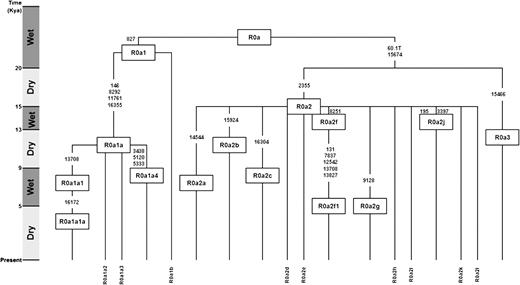 Main branches of the complete R0a mtDNA tree. The boxes with the haplogroup names are placed at the level of the respective TMRCA.